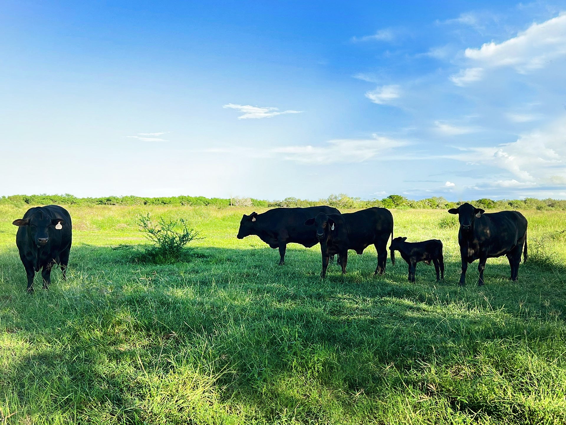 Meat Company in the RGV